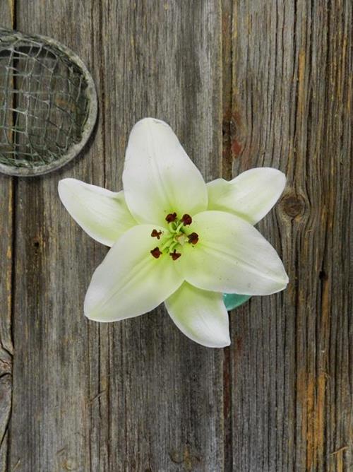 NOVA SCOTIA 2/3 BLOOM WHITE LA LILIES